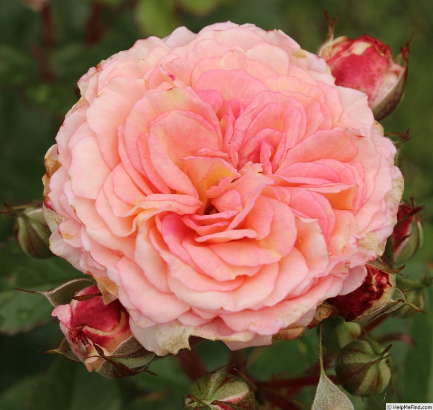 'Amaretto ® (floribunda, Kordes, 2004/18)' rose photo