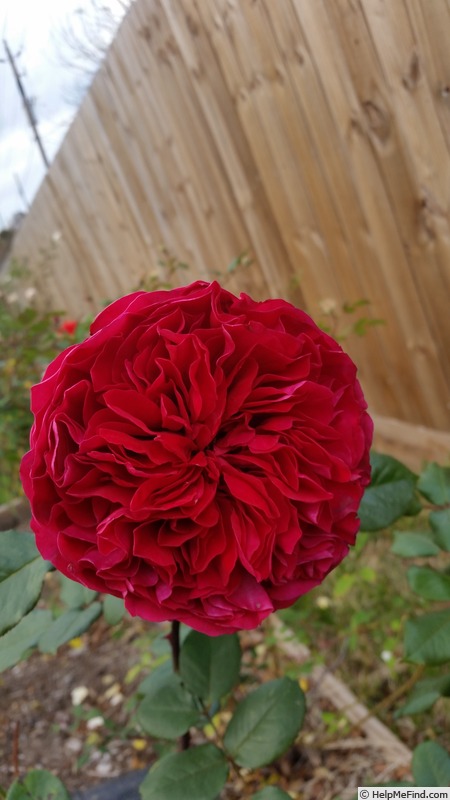 'Colonial Days' rose photo