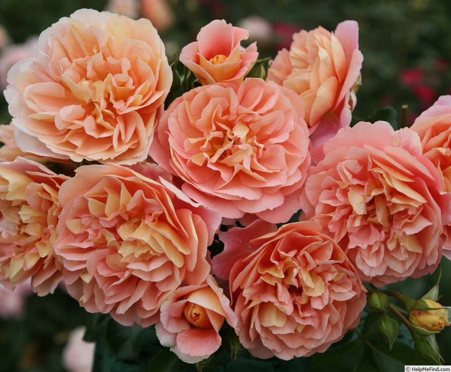 'Rosige Zeiten 'Steinfurther Museumsrose'' rose photo