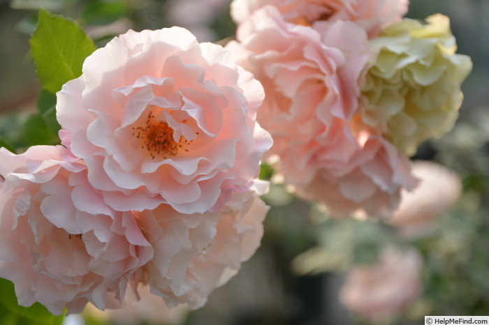 'Daphne (shrub, Kimura 2015)' rose photo