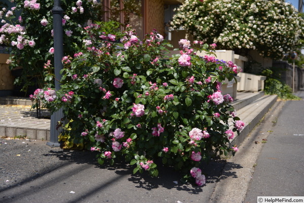 'Paris (shrub, Kimura, 2013)' rose photo