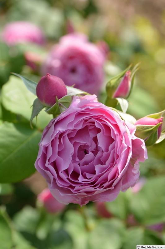 'Endymion (shrub, Kimura, 2015)' rose photo
