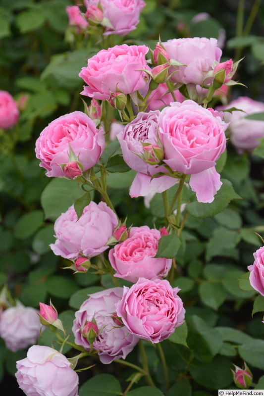 'Endymion (shrub, Kimura, 2015)' rose photo