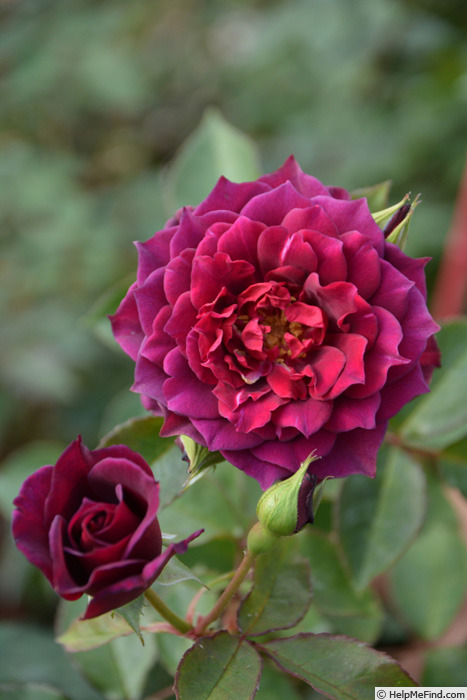 'Laylah' rose photo
