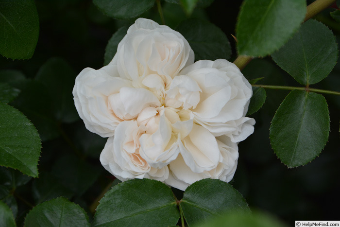 'Ariadne ® (shrub, Kimura, 2016)' rose photo