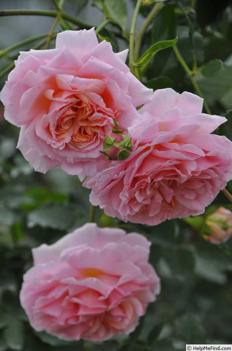 'Psyche ® (shrub, Kimura 2014)' rose photo