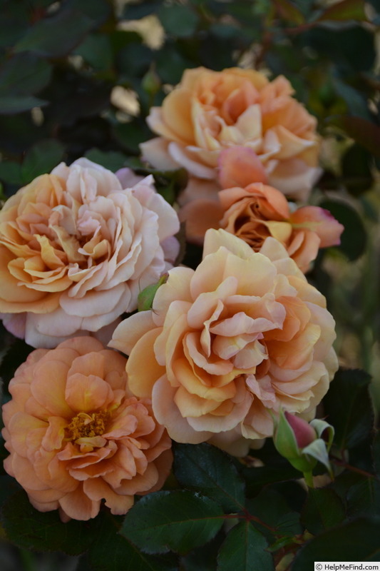 'Marron' rose photo