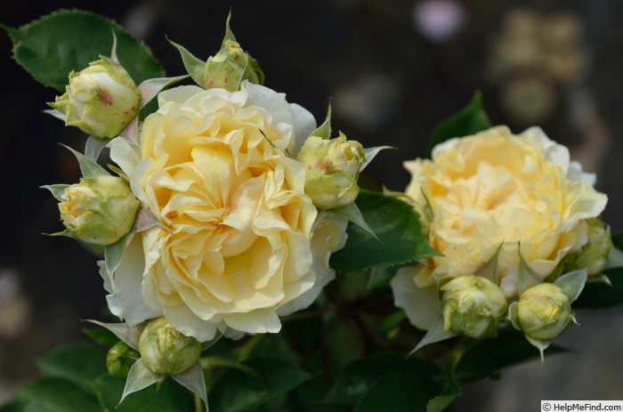 'Harpsichord' rose photo