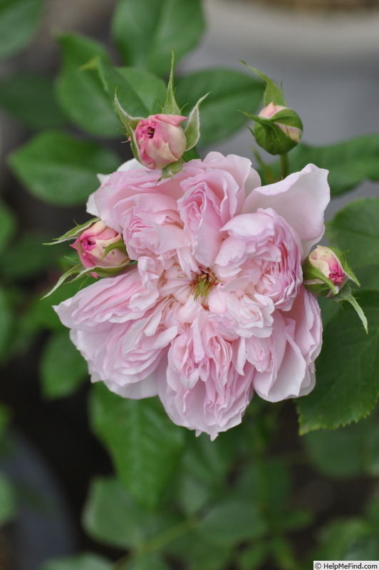 'Cecil de Volanges' rose photo