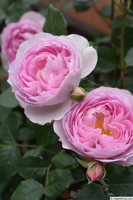 'Fiora' rose photo