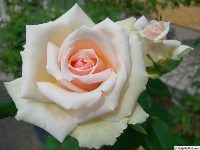 'Yamatonadesiko' rose photo