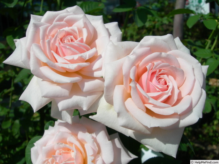 'Yamatonadesiko' rose photo