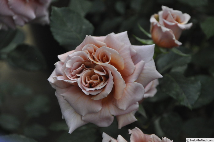 'Latte Art' rose photo