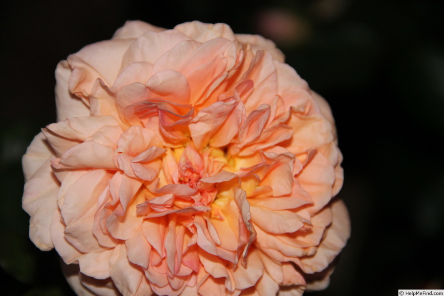 'Janet Inada' rose photo