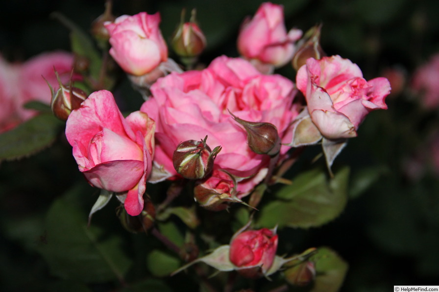 'Madame de Staël ® (floribunda, Massad, 2009)' rose photo