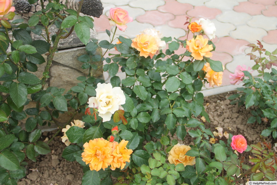 'Téquila ® (floribunda, Meilland, 2002)' rose, click to enlarge 'Téquila ® (floribunda, Meilland, 2002)' rose photo