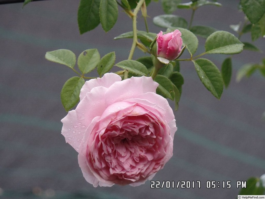 'Spirit of Freedom' rose photo
