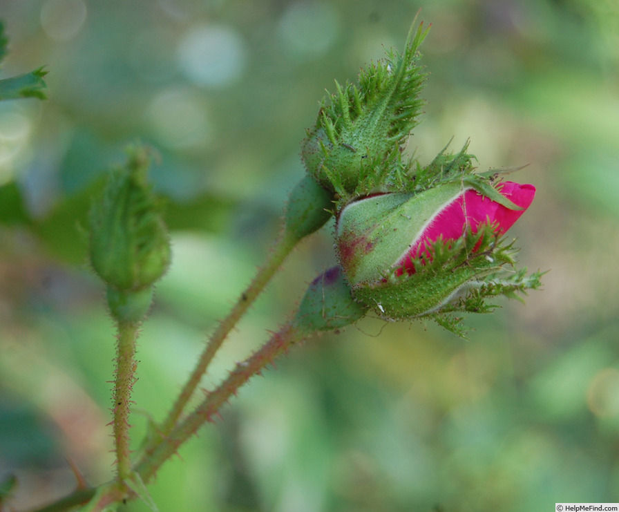 'Crested Jewel' rose photo