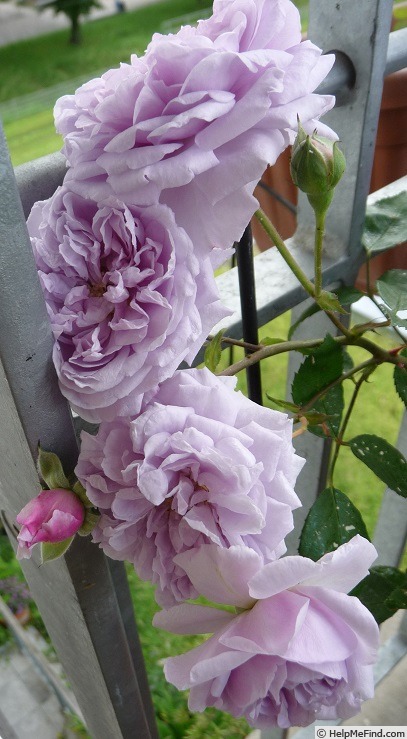 'Rainy Blue' rose photo