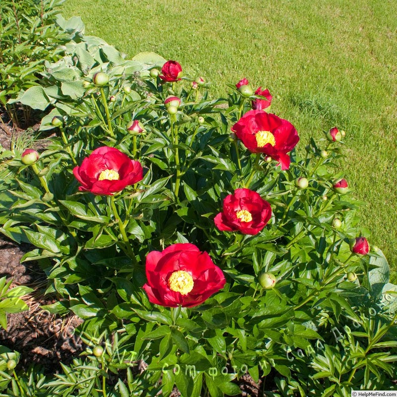 'America' peony photo