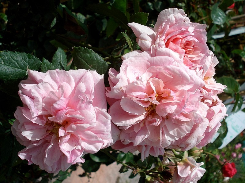'Domaine de Courson ®' rose photo