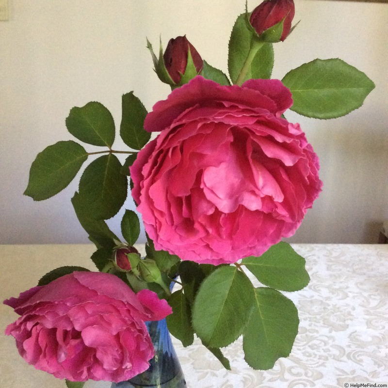 'The Nanango Rose' rose photo