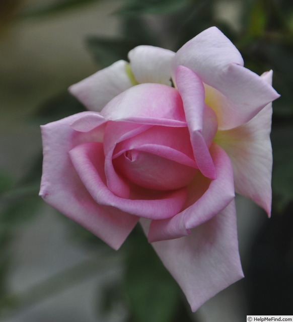 'Margaret (hybrid tea, Dickson, 1954)' rose photo