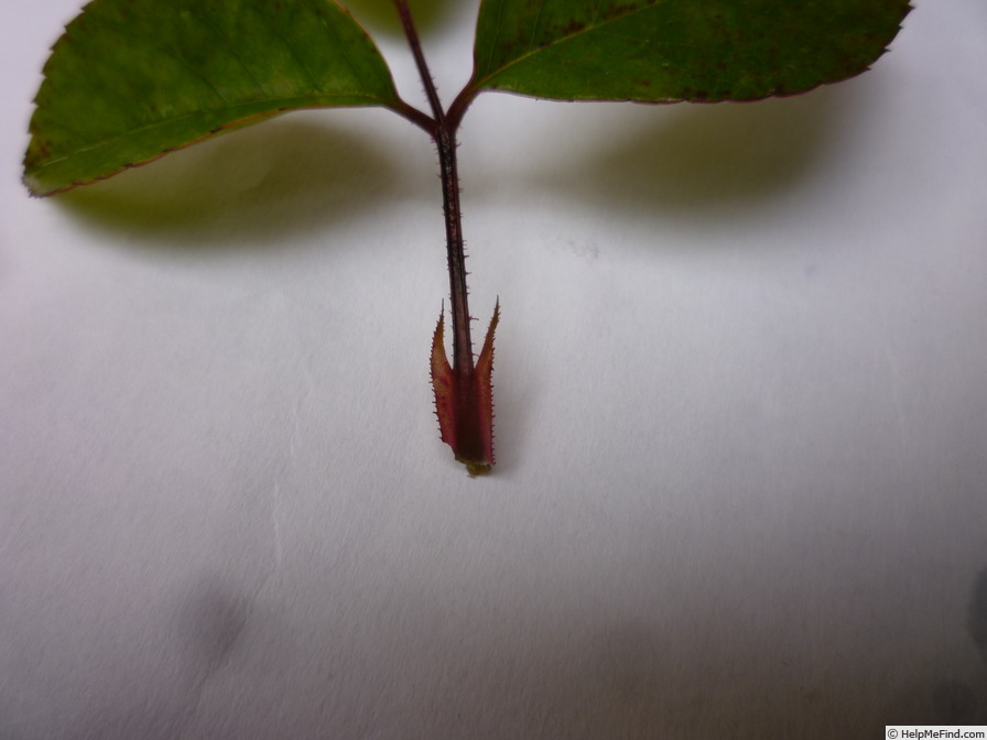 '<i>Rosa laevigata rosea</i>' rose, click to enlarge '<i>Rosa laevigata rosea</i>' rose photo