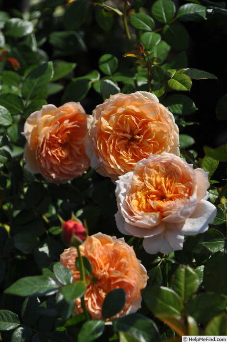 'Marie Louise de la Ramée' rose photo