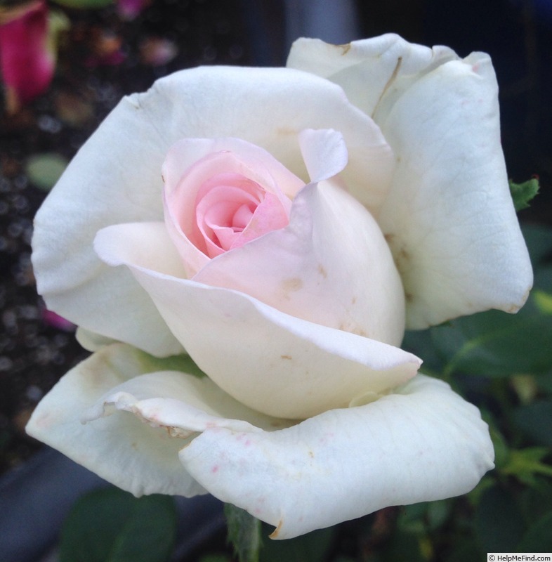 'Pink Promise (hybrid tea, Coiner, 2005)' rose photo