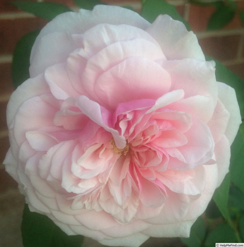 'Souvenir de la Malmaison' rose photo