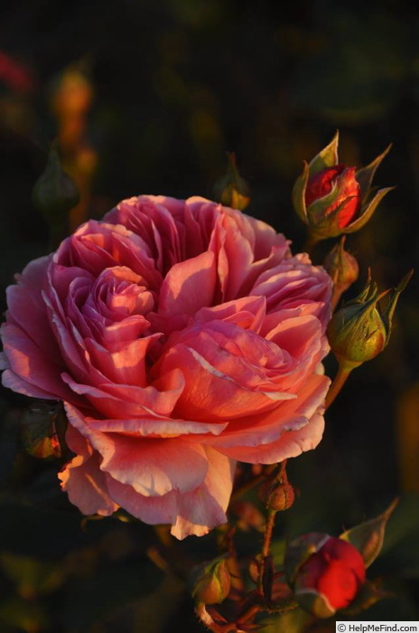 'Kaorikazari' rose photo