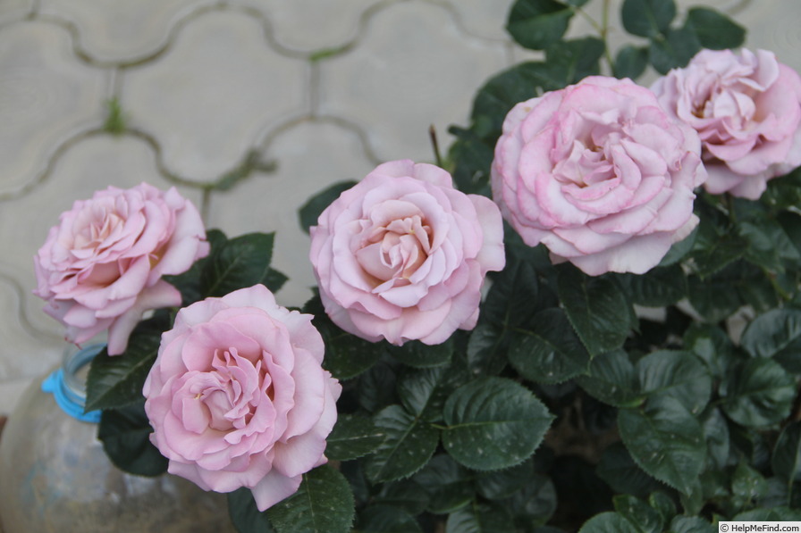'Blue Girl® (hybrid tea, Sauvageot/NIRP, 2008)' rose, click to enlarge 'Blue Girl® (hybrid tea, Sauvageot/NIRP, 2008)' rose photo