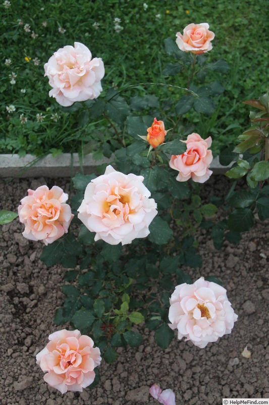 'Fragrant Dream (Hybrid Tea, Dickson, 1988)' rose photo