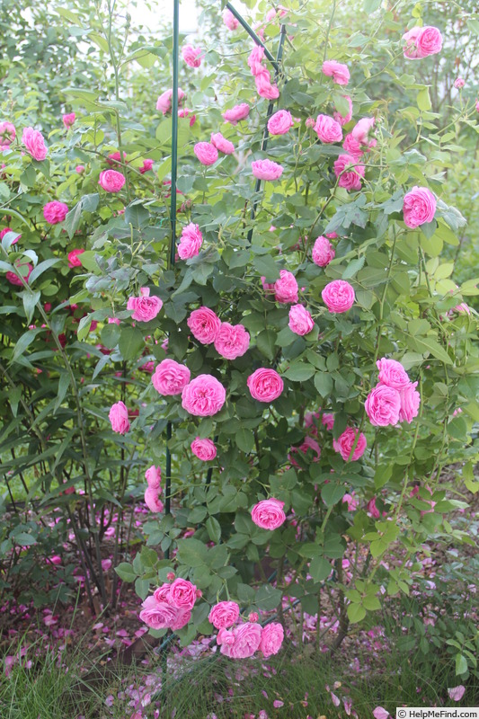 'Louise Odier (Bourbon, Margottin, 1851)' rose photo