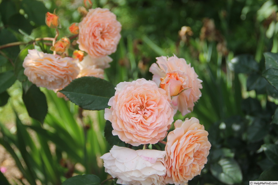 'Ostseeperle' rose photo