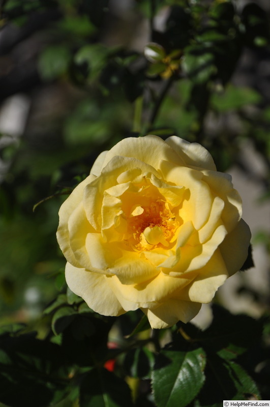 'André Grandier' rose photo