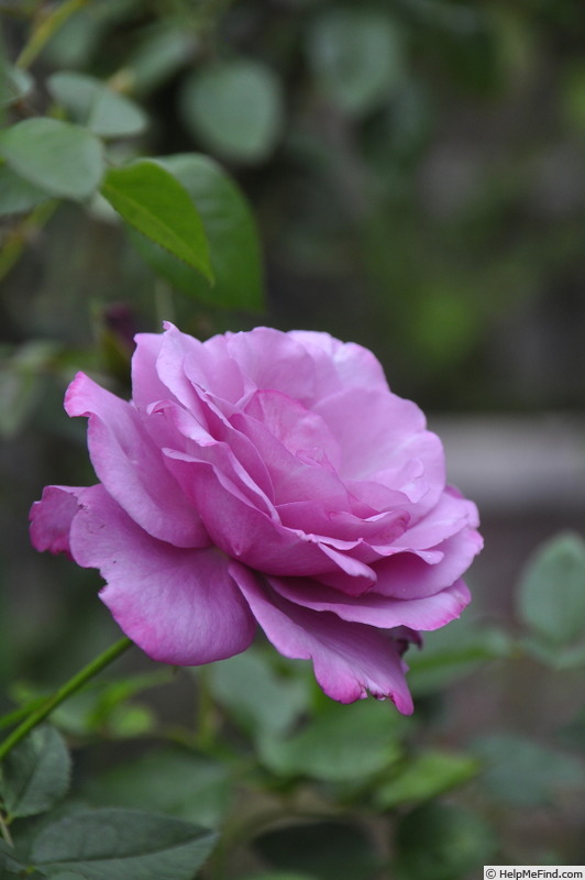 'La Comte Fersen' rose photo