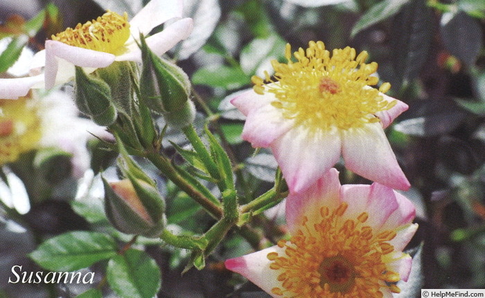 'Susanna (miniature, Moore)' rose photo