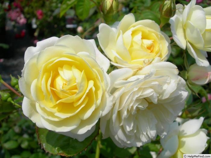 'Vanilla Bonica' rose photo