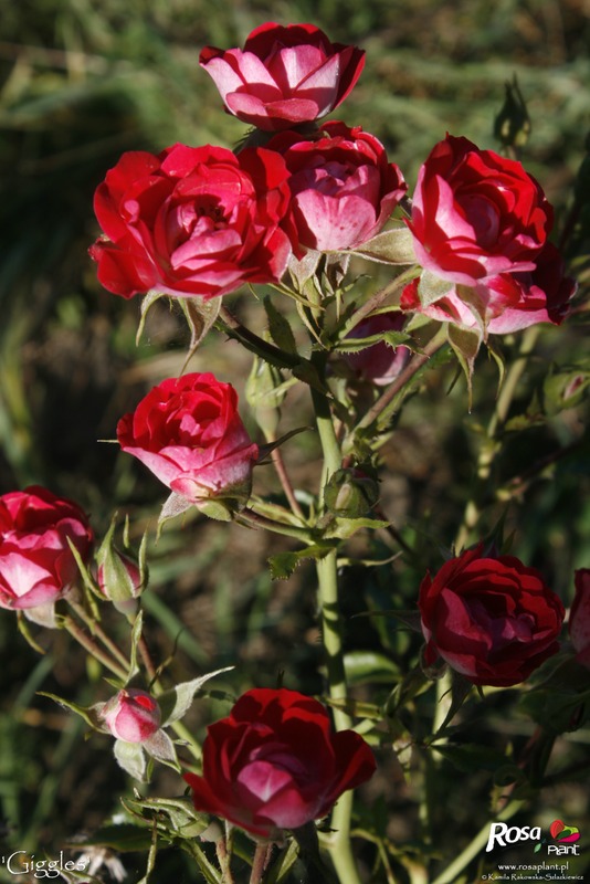 'Giggles (shrub, Fryer, 2009)' rose photo