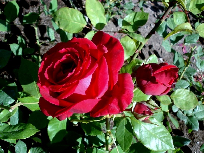 'Konrad Adenauer' rose photo