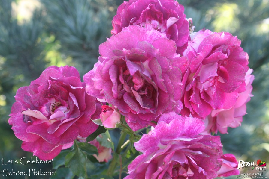 'Let's Celebrate (floribunda, Fryer, 2011)' rose photo