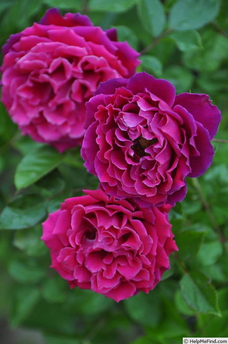 'Glamorous Ruffles ®' rose photo