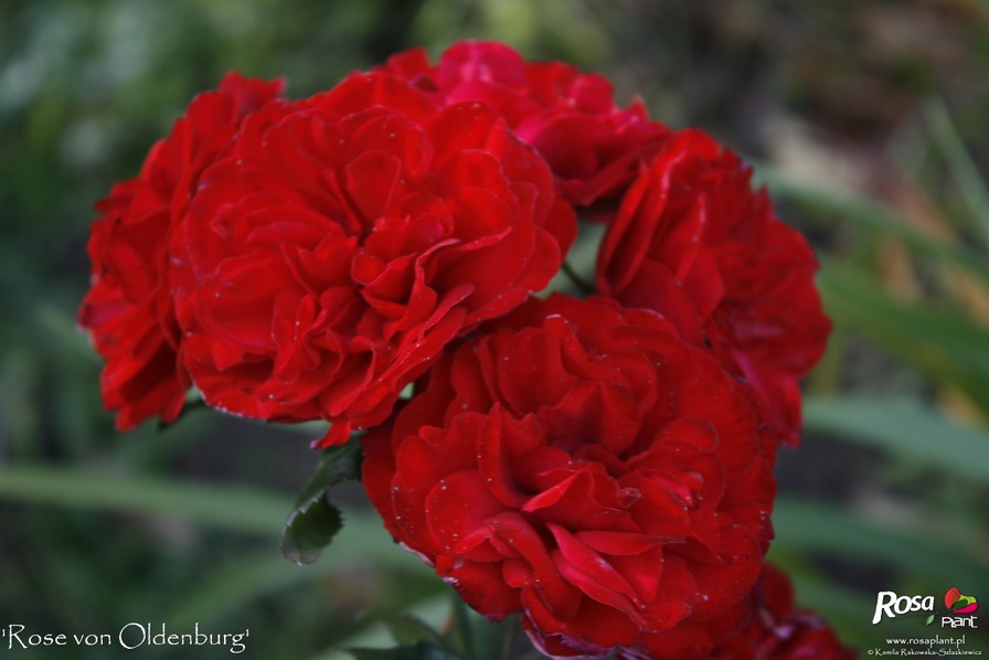 'Rose von Oldenburg' rose photo