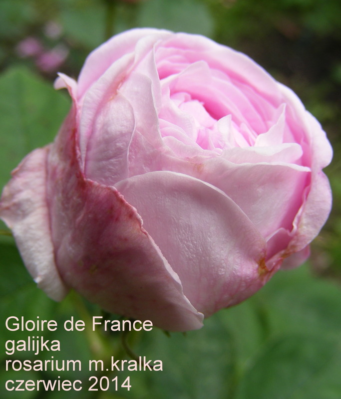 'Gloire de France (gallica, Hardy pre-1836)' rose photo