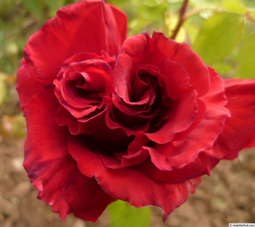 'Bellevue ® (hybrid tea, Kordes 2006)' rose photo