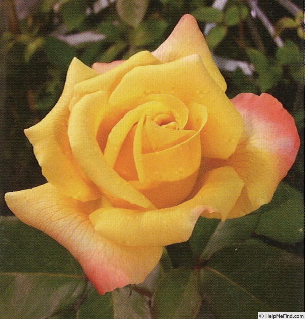 'Oborozukiyo' rose photo