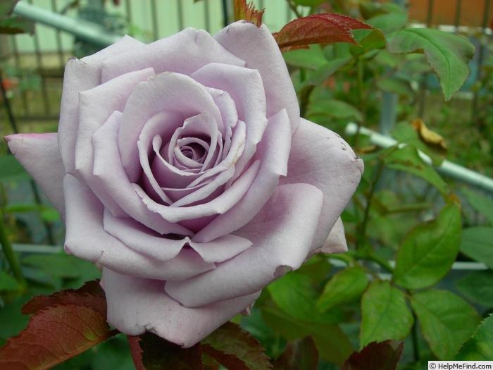 'Blue Chateau' rose photo