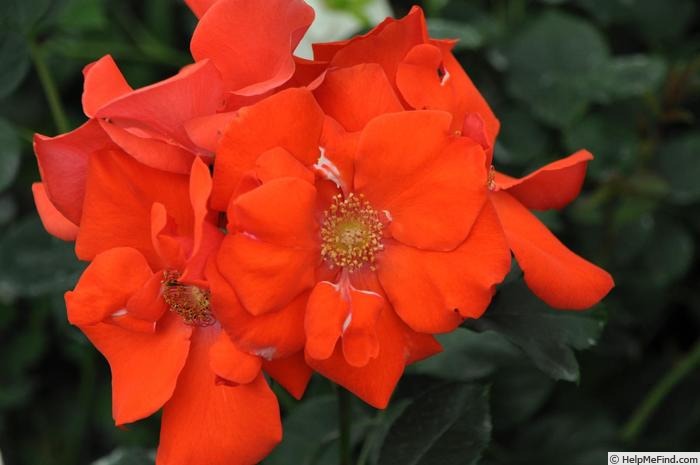 'Orange Bunny ®' rose photo